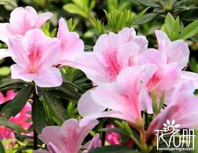 什么是杜鹃花语，什么是杜鹃精灵王花语？