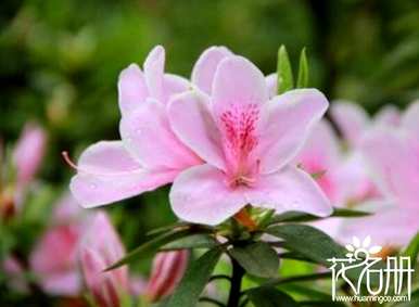 什么是杜鹃花语，什么是杜鹃精灵王花语？