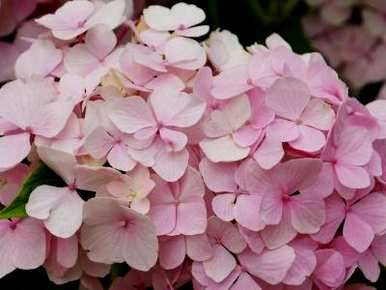 绣球花怎么养，绣球花为什么叫死人花？