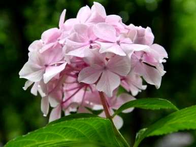 绣球花怎么养，绣球花为什么叫死人花？