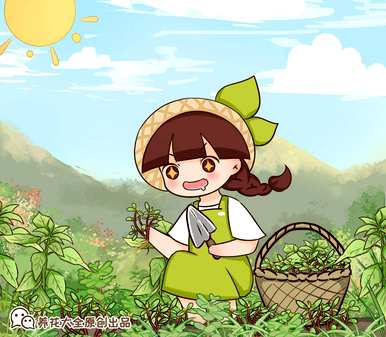 如何培育碰碰香，如何培育碰碰香