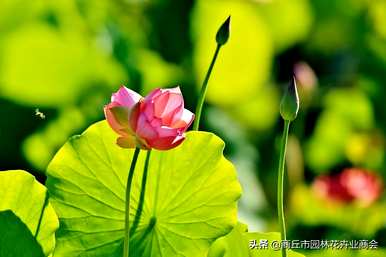 并蒂莲花的寓意是什么，而蒂莲花的寓意是百年好合永同心
