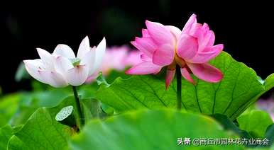 并蒂莲花的寓意是什么，而蒂莲花的寓意是百年好合永同心