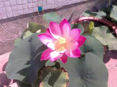 如何种植碗莲，如何种植碗莲？