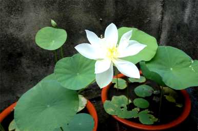 如何种植碗莲，如何种植碗莲？