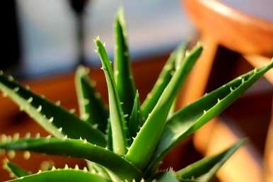卧室里养什么绿色植物好？卧室里可以养的绿色植物