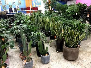 花盆栽全虎皮兰，如何种植虎皮兰盆栽