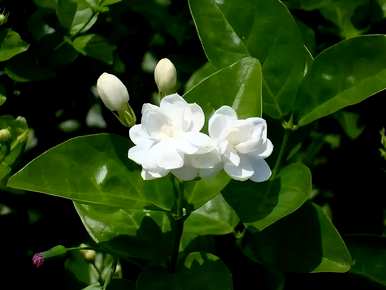 寒梅几月开花，茉莉花几月开花