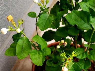 寒梅几月开花，茉莉花几月开花