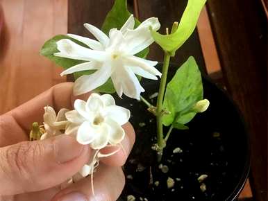寒梅几月开花，茉莉花几月开花