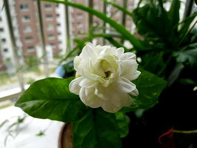 寒梅几月开花，茉莉花几月开花