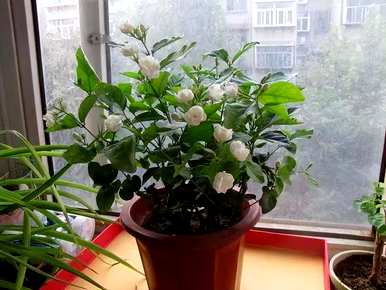 寒梅几月开花，茉莉花几月开花