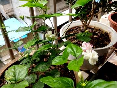 寒梅几月开花，茉莉花几月开花