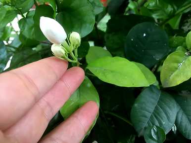 寒梅几月开花，茉莉花几月开花