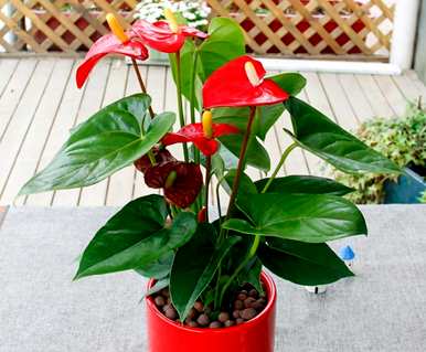 盆栽小植物红掌，红掌盆栽怎么养？