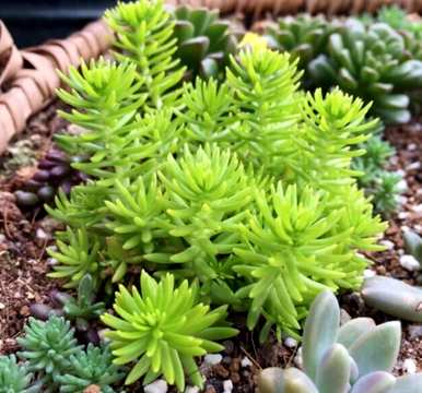 如何种植金叶佛甲草，维护等级金叶佛甲草