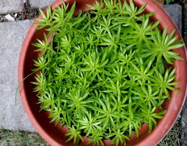 如何种植金叶佛甲草，维护等级金叶佛甲草