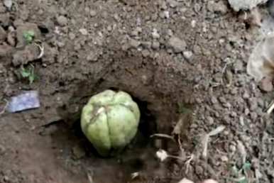 佛手瓜种植季节，如何种植佛手瓜