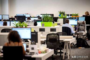 如何维护办公室绿色植物，推荐办公室风水绿色植物