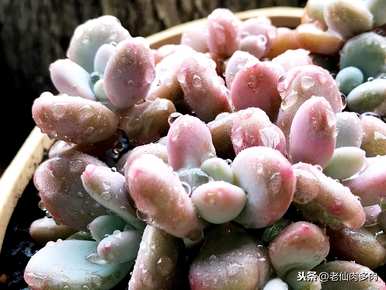 多肉怎么养肥，多肉怎么养肥