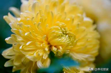 九月开什么花，九月开什么花？