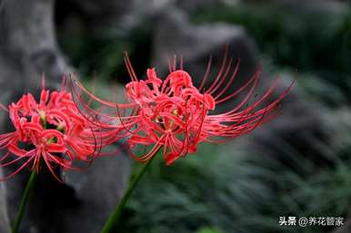 九月开什么花，九月开什么花？