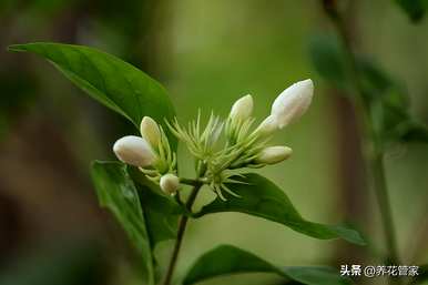 九月开什么花，九月开什么花？