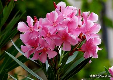 九月开什么花，九月开什么花？