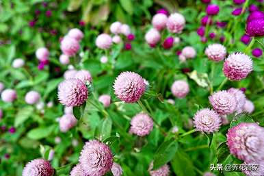 九月开什么花，九月开什么花？
