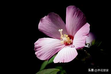 九月开什么花，九月开什么花？