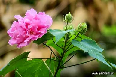 九月开什么花，九月开什么花？