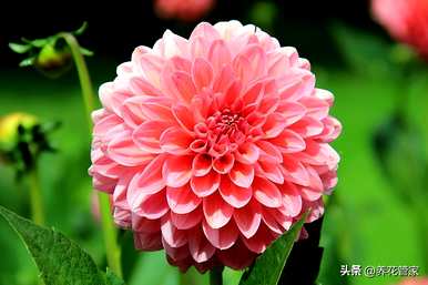 九月开什么花，九月开什么花？