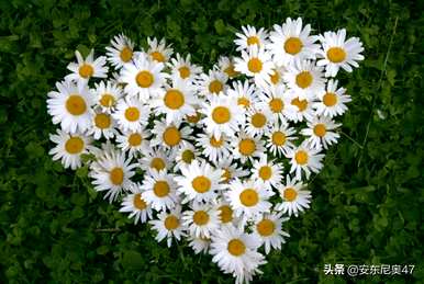 什么是蓝调雏菊语？雏菊语是什么意思？