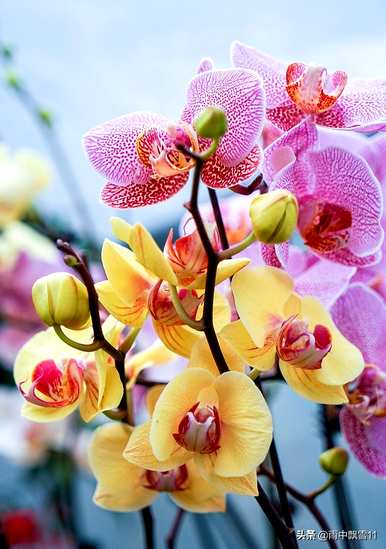 花生壳可以养蝴蝶兰花，蝴蝶兰花怎么养？
