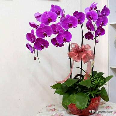 花生壳可以养蝴蝶兰花，蝴蝶兰花怎么养？