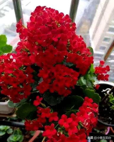 如何养长寿花是对的，如何养灯笼长寿花