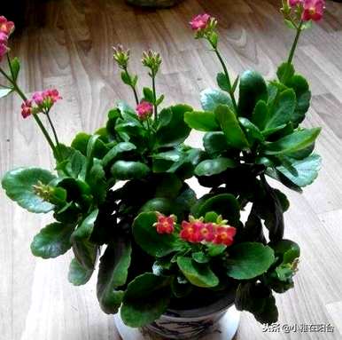 如何养长寿花是对的，如何养灯笼长寿花