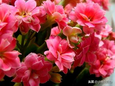 如何养长寿花是对的，如何养灯笼长寿花