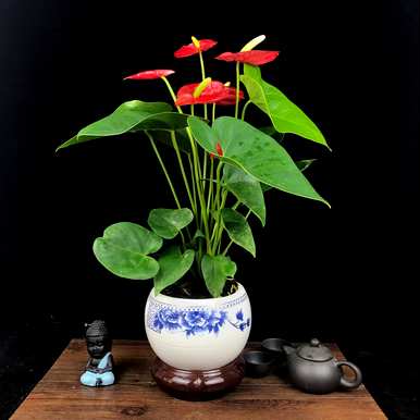 如何培育红掌花和栽培技术，如何培育红掌花和栽培技术？
