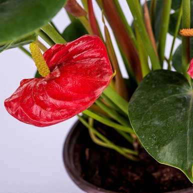 如何培育红掌花和栽培技术，如何培育红掌花和栽培技术？