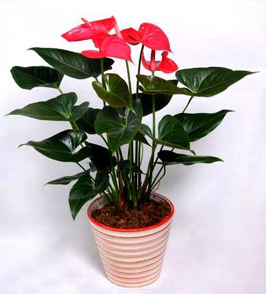 如何培育红掌花和栽培技术，如何培育红掌花和栽培技术？
