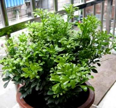 如何挽救米兰花黄叶落叶？米兰花黄叶落叶怎么了？