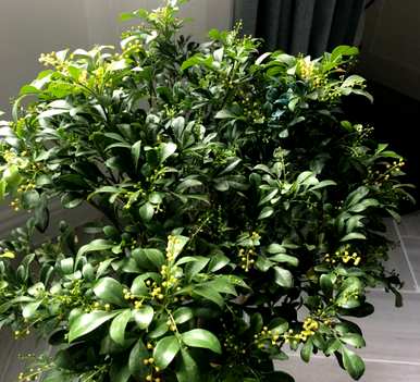 如何挽救米兰花黄叶落叶？米兰花黄叶落叶怎么了？