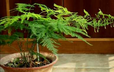 如何挽救芦笋叶子干枯发黄，芦笋叶子发黄干枯叶子如何处理？