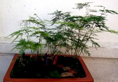 如何挽救芦笋叶子干枯发黄，芦笋叶子发黄干枯叶子如何处理？