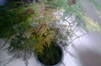 如何挽救芦笋叶子干枯发黄，芦笋叶子发黄干枯叶子如何处理？