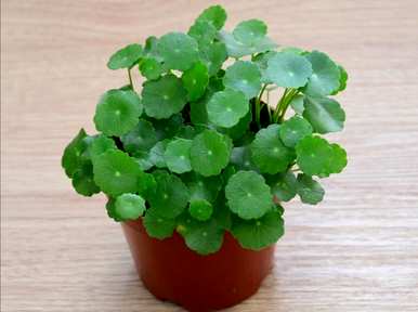 家里养铜钱草好吗？铜钱草怎么养好？