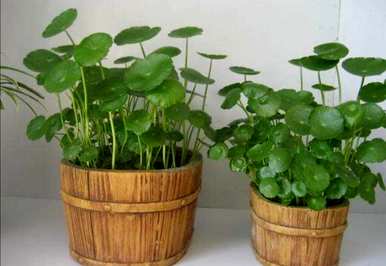 家里养铜钱草好吗？铜钱草怎么养好？