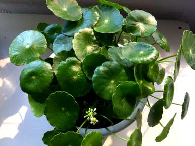 家里养铜钱草好吗？铜钱草怎么养好？