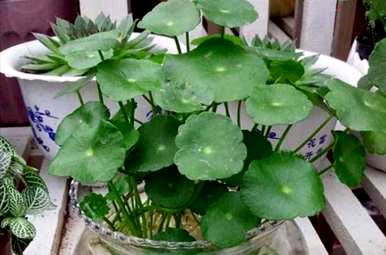 家里养铜钱草好吗？铜钱草怎么养好？